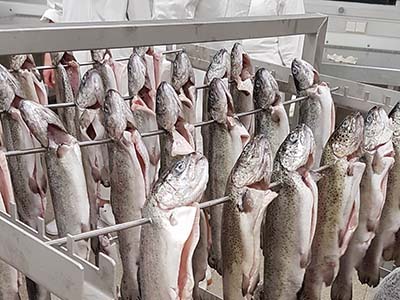 2020 11 10 forelle0s