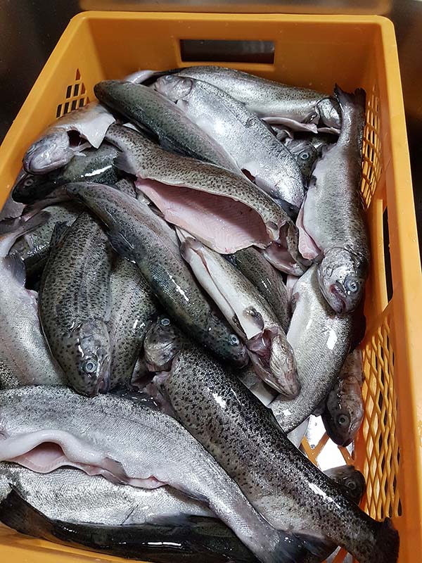 2020 11 10 forelle1s