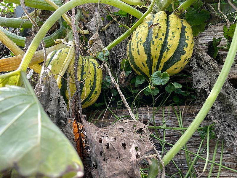 2022 12 umweltpreis 2s