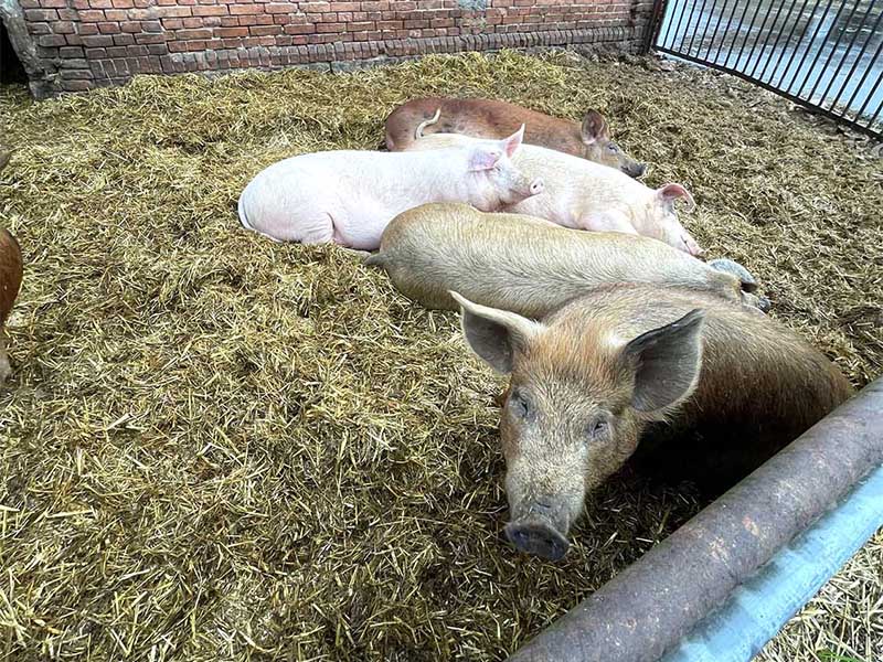 2023 11 gut kerkow 03s