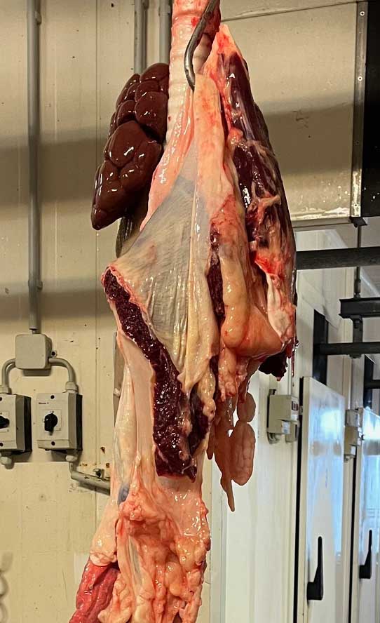 2023 11 gut kerkow 08s